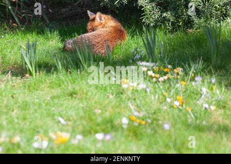 London, UK, 26 February 2021: A sunbathing fox enjoys the mild weather on the lawn of a garden in the London suburb of Clapham. Anna Watson/Alamy Live News