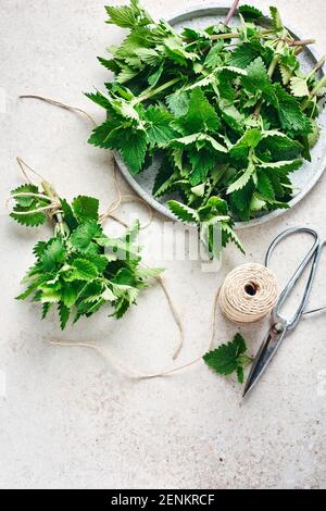 Fresh lemon balm leaves tied in bunches, prepared for drying. Stock Photo