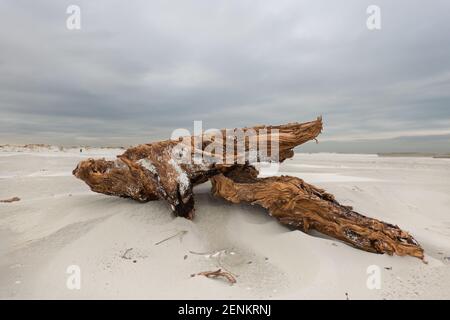 Driftwood washed up on the beach with seascape under grey cloudy sky Stock Photo