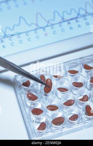 Tweezers holding bean over multi-well dish, Stock Photo