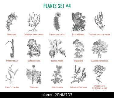 Vector hand drawn plants set Stock Vector