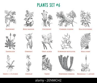 Vector hand drawn plants set Stock Vector