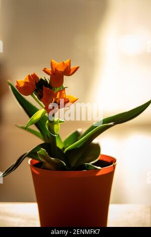 Orange Star of Bethlehem in an orange flower pot Stock Photo