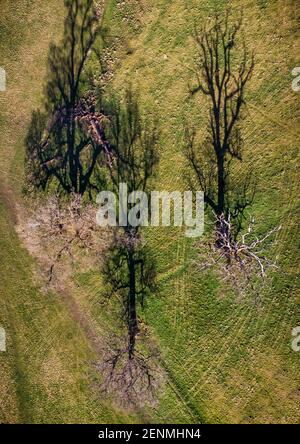 The long shadows of winter sunshine on leafless trees as seen from the air above them in Alcester, UK.  Image taken by CAA qualified drone pilot. Stock Photo