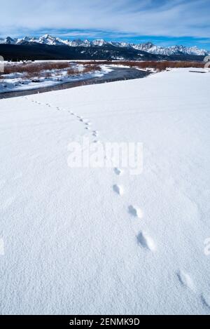 Coyote tracks in snow, Sawtooth Mountains, Idaho. Stock Photo