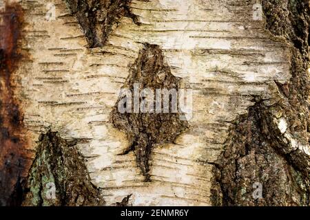 Close-Up Bark of a Birch Tree Stock Photo