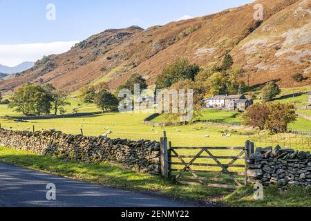 Autumn in the English Lake District - Sheep grazing in Deepdale below St Sunday Crag, Bridgend, Cumbria UK Stock Photo