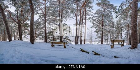 Forest near Baltic sea with a bench under trees. Romantic mood in coniferous forest near sea. An empty wooden benches in the forest with view to sea. Stock Photo