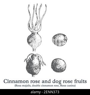 Cinnamon rose and dog rose fruits. Vector hand drawn vintage plant sketch. Stock Vector