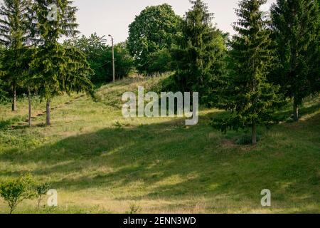 Rural landscape in a small village with tall pine trees and green hiking path. Green young forest. Focus at the center of the image. Stock Photo