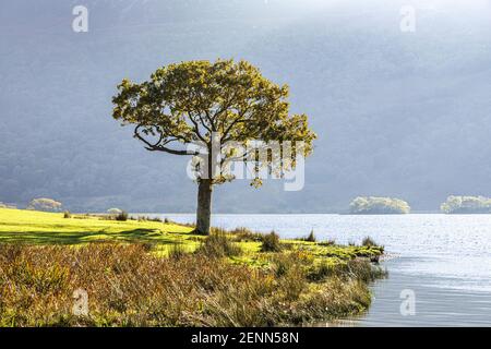 Evening light on a small oak tree at Buttermere in the English Lake District National Park, Cumbria UK Stock Photo