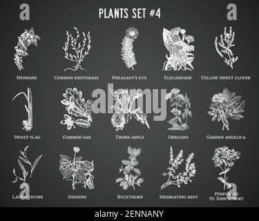Vector hand drawn plants set on black background Stock Vector