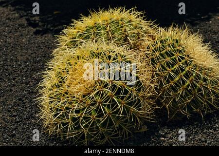 three golden ball cactus on Lanzarote, close up color photo Stock Photo