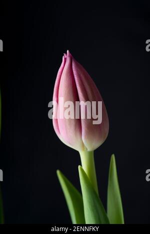 Three pink tulips isolated over black background. Stock Photo