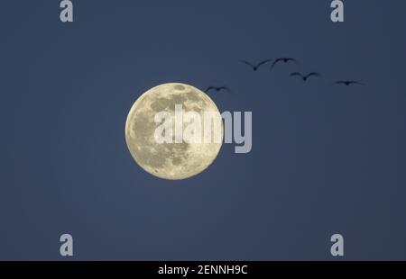 Wimbledon, London, UK. 26 February 2021. A flock of gulls travel in front of the full 99.2% Snow Moon above London in blue evening sky. Credit: Malcolm Park/Alamy Live News