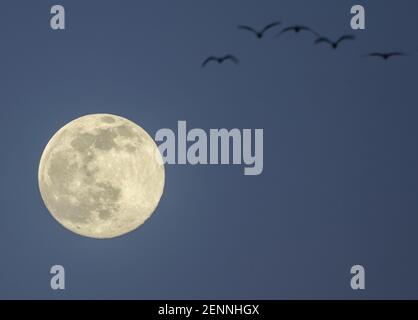 Wimbledon, London, UK. 26 February 2021. A flock of gulls travel in front of the full 99.2% Snow Moon above London in blue evening sky. Credit: Malcolm Park/Alamy Live News