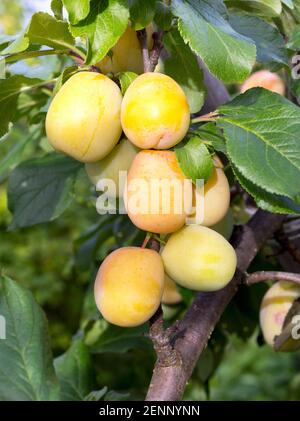 Plum tree with ripe plum fruit. Branches with juicy fruits on sunset light. Close up of the plums ripe on branch. Organic plums tree in an orchard. Pl Stock Photo