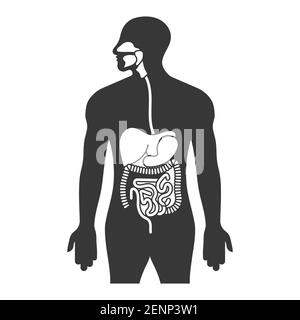Human gastrointestinal tract or digestive system flat icon for apps and websites Stock Vector