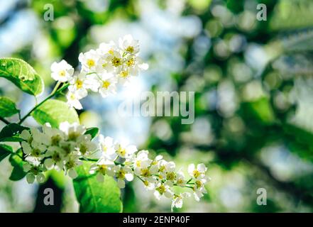 Spring flowers of white bird cherry blossom. Stock Photo
