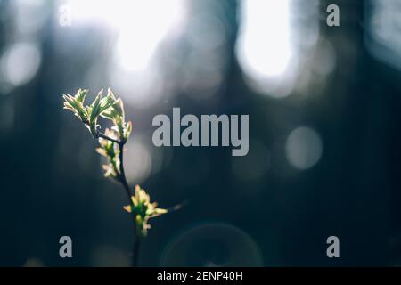 Tree bud opening in spring Stock Photo