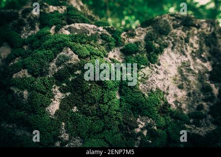 Close up mossy stone view. Green nature background. Stock Photo