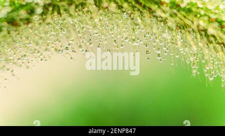 Green natural frame with dew drops and plant branches. Stock Photo