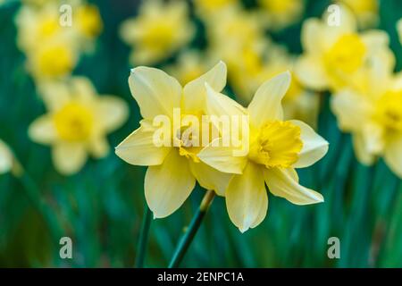 Colorful yellow daffodils (narcissus) from closeup with shallow depth of field Stock Photo
