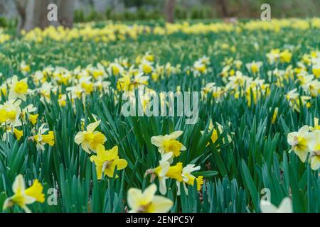 Colorful yellow daffodils (narcissus) from closeup with shallow depth of field Stock Photo