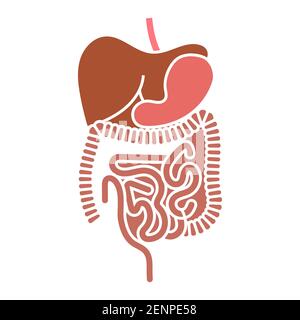 Human digestive system organs flat vector color icon for apps and websites Stock Vector