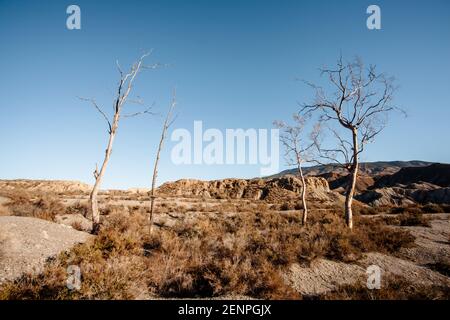 Arid vegetation landscape im Winter in the Tabernas desert Almeria Spain Nature Stock Photo