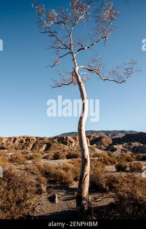 Arid vegetation landscape im Winter in the Tabernas desert Almeria Spain Nature Stock Photo