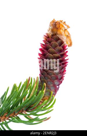 spruce (picea)  single young red cone isolated on white background Stock Photo