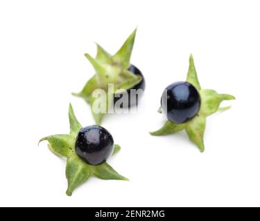 Belladonna (Belladonna) - 3 ripe berries Stock Photo