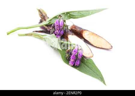 Comfrey (Symphytum officinale L.) flower and root Stock Photo