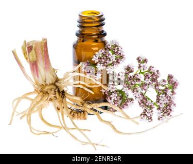 healing plants: Valerian (Valeriana officinalis) with rhizome and flowers Stock Photo