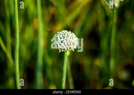 Dewdrops on the onion flower buds, Onion plants produce flowers that are ready for pollination and seed production and onion has flower buds Stock Photo