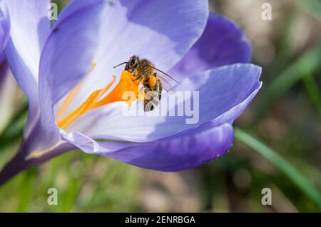 Profil of a bee foraging a purple crocus flower in bloom on a sunny day Stock Photo