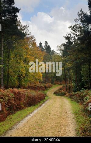 A track winding through Bolderwood Arboretum in the New Forest, UK. Stock Photo