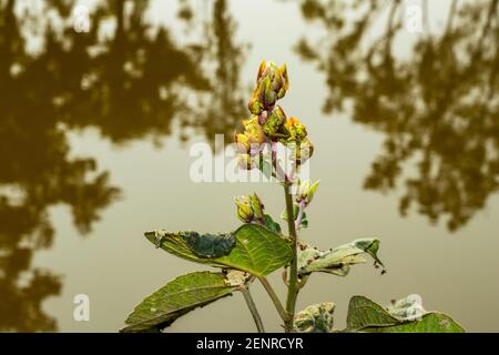 clerodendrum bower genus verbenaceae nodding harlequin shrub