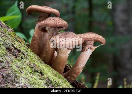 Edible mushroom Armillaria ostoyae in the spruce forest. Known as Honey Mushroom or Dark Honey Fungus. Wild mushrooms growing on a spruce stump. Stock Photo