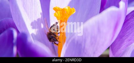 Banner of of a bee foraging a purple crocus flower in bloom on a sunny day Stock Photo