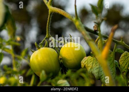 Young unripened tomatoes growing on a vine also called green unripened cherry tomatoes growing in the greenhouse Stock Photo