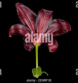 Dark burgundy flower of lily, isolated on black background Stock Photo