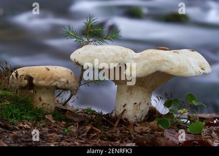 Inedible mushroom Lactifluus vellereus in the mixed forest. Known as Fleecy Milkcap. Wild mushrooms growing next to a stream. Stock Photo