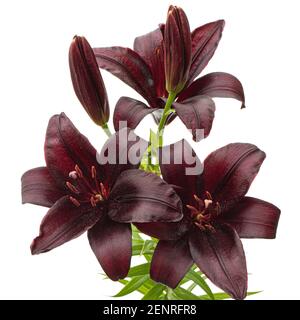 Dark burgundy flower of lily, isolated on white background Stock Photo