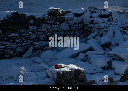 Plastic rose on snow landscape in Shetland Stock Photo