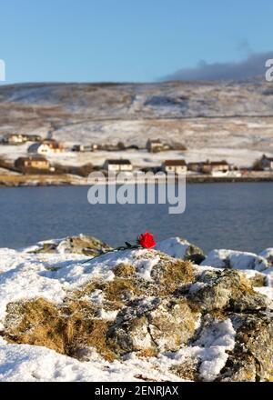 Red Plastic Rose On Snow Landscape Shetland Stock Photo