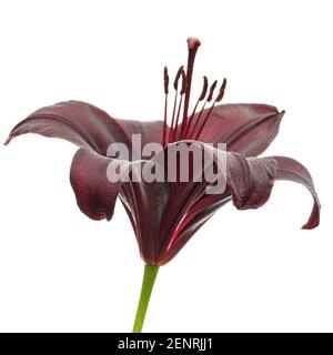 Dark burgundy flower of lily, isolated on white background Stock Photo