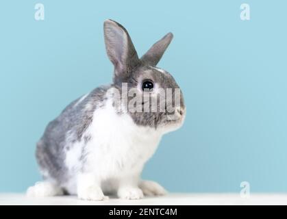 A cute gray and white Dwarf mixed breed pet rabbit in front of a blue background Stock Photo