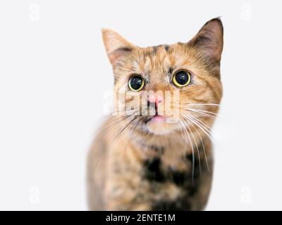 A young Tortoiseshell tabby shorthair cat with large dilated pupils and black and white whiskers Stock Photo